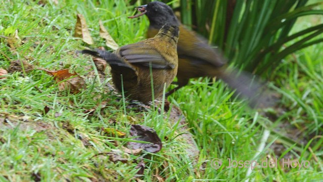 Large-footed Finch - ML545774481