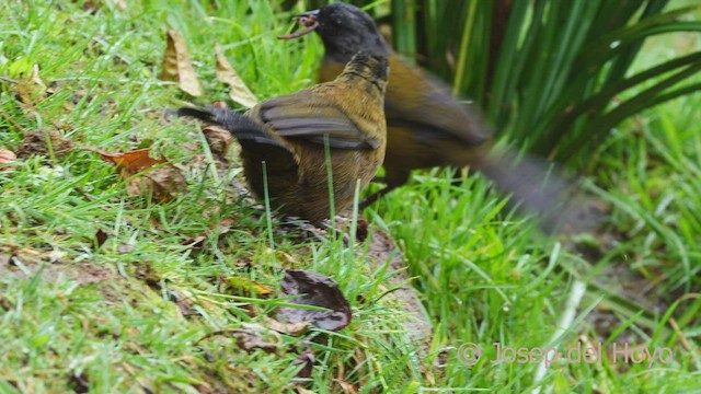 Large-footed Finch - ML545774481