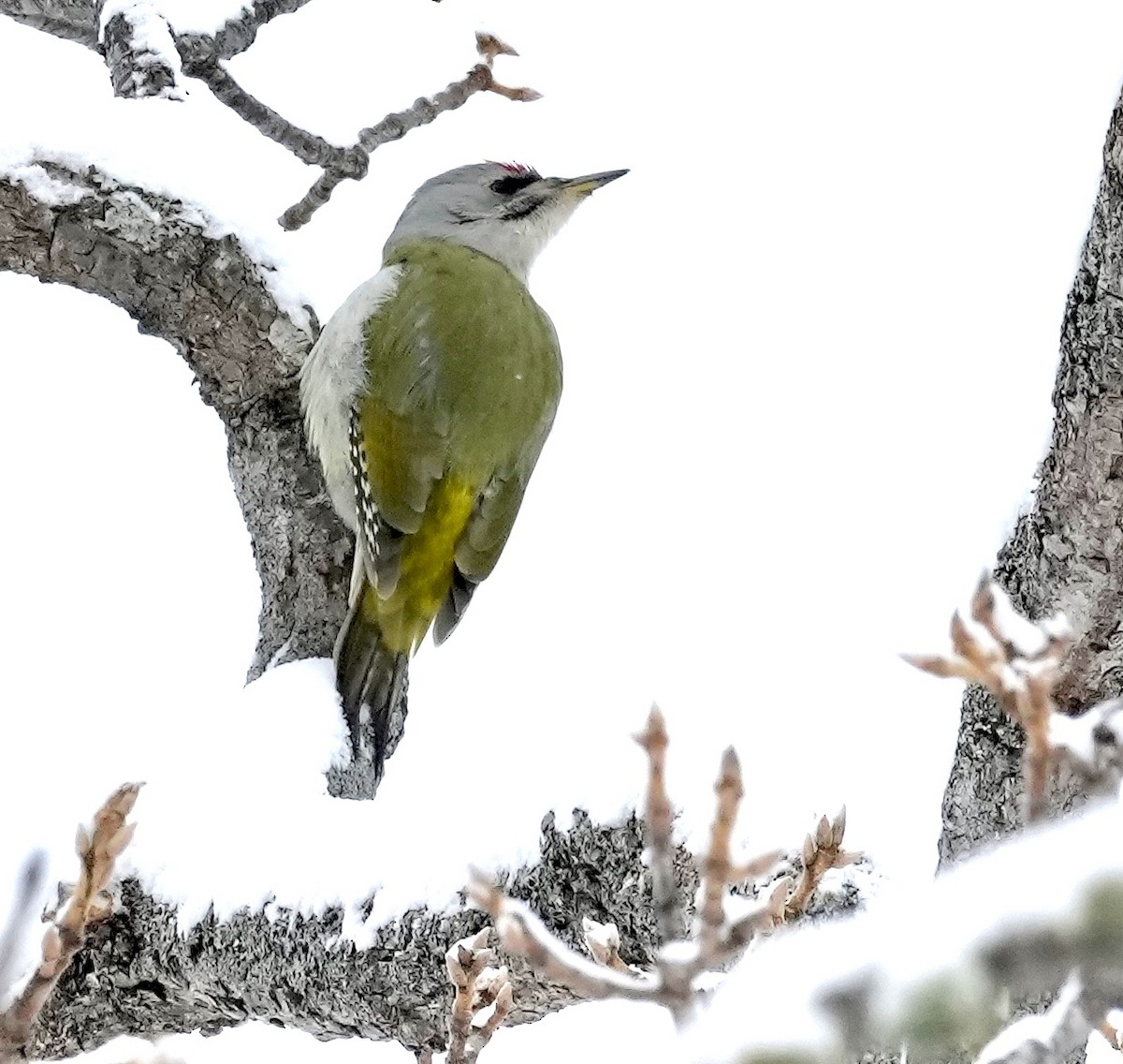 Седой дятел (canus/jessoensis) - ML545775441