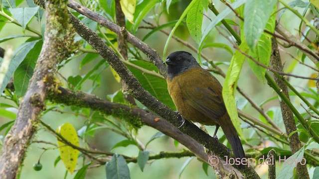 Large-footed Finch - ML545776041