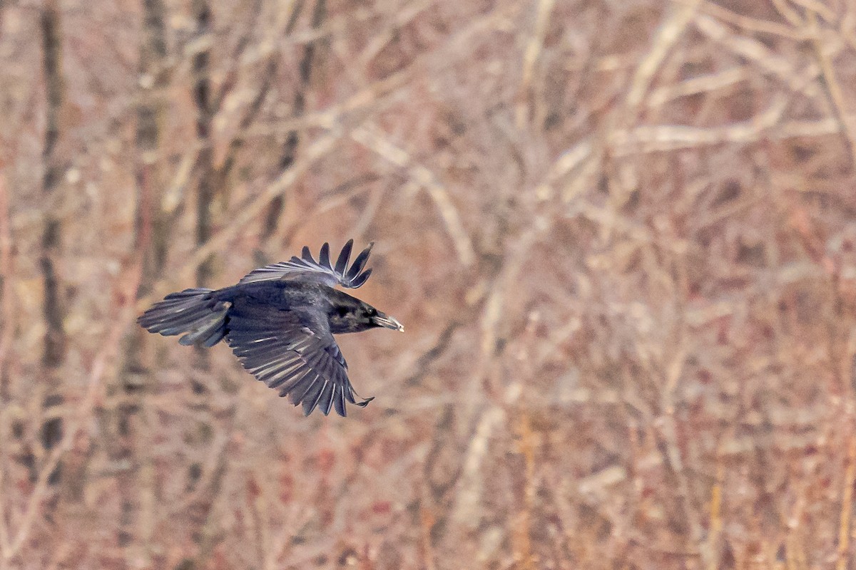 Common Raven - Bernard Barsalo