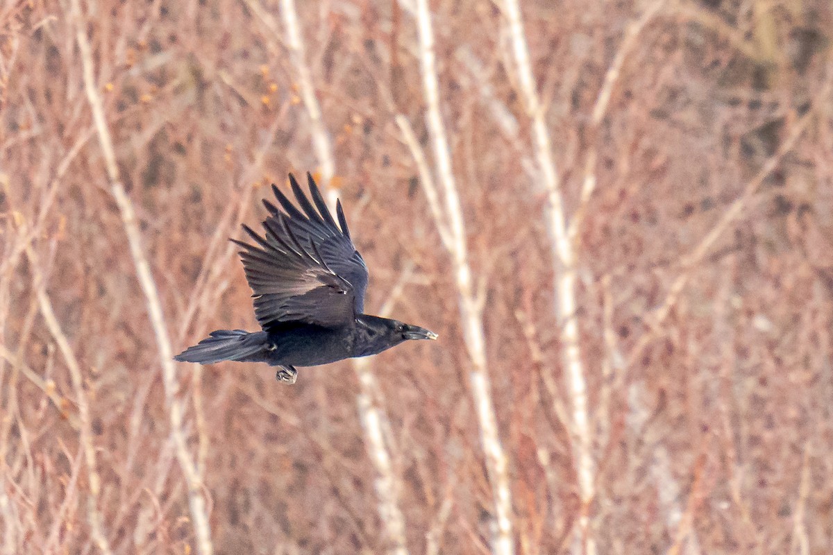 Common Raven - Bernard Barsalo