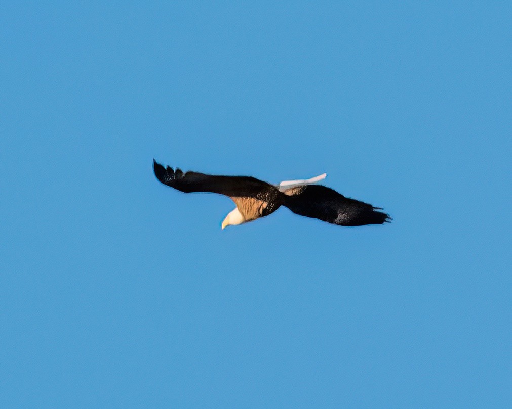Bald Eagle - ML545776691