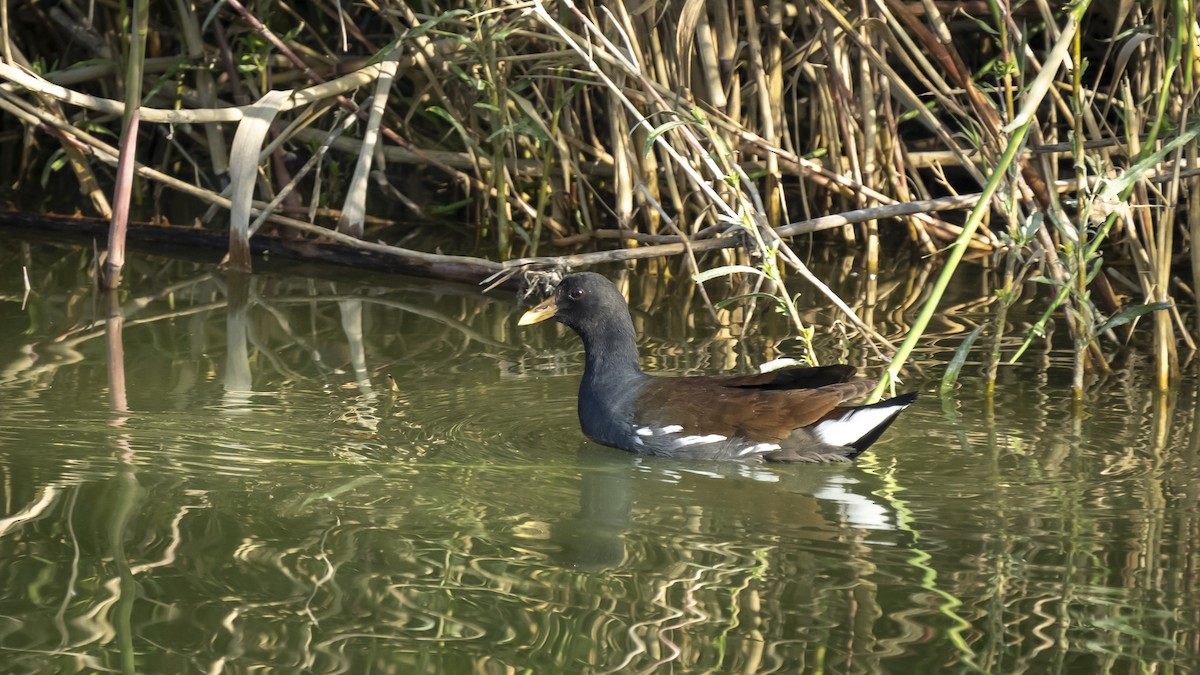 Common Gallinule - ML545776801