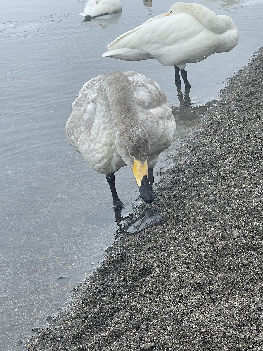 オオハクチョウ - ML545777511