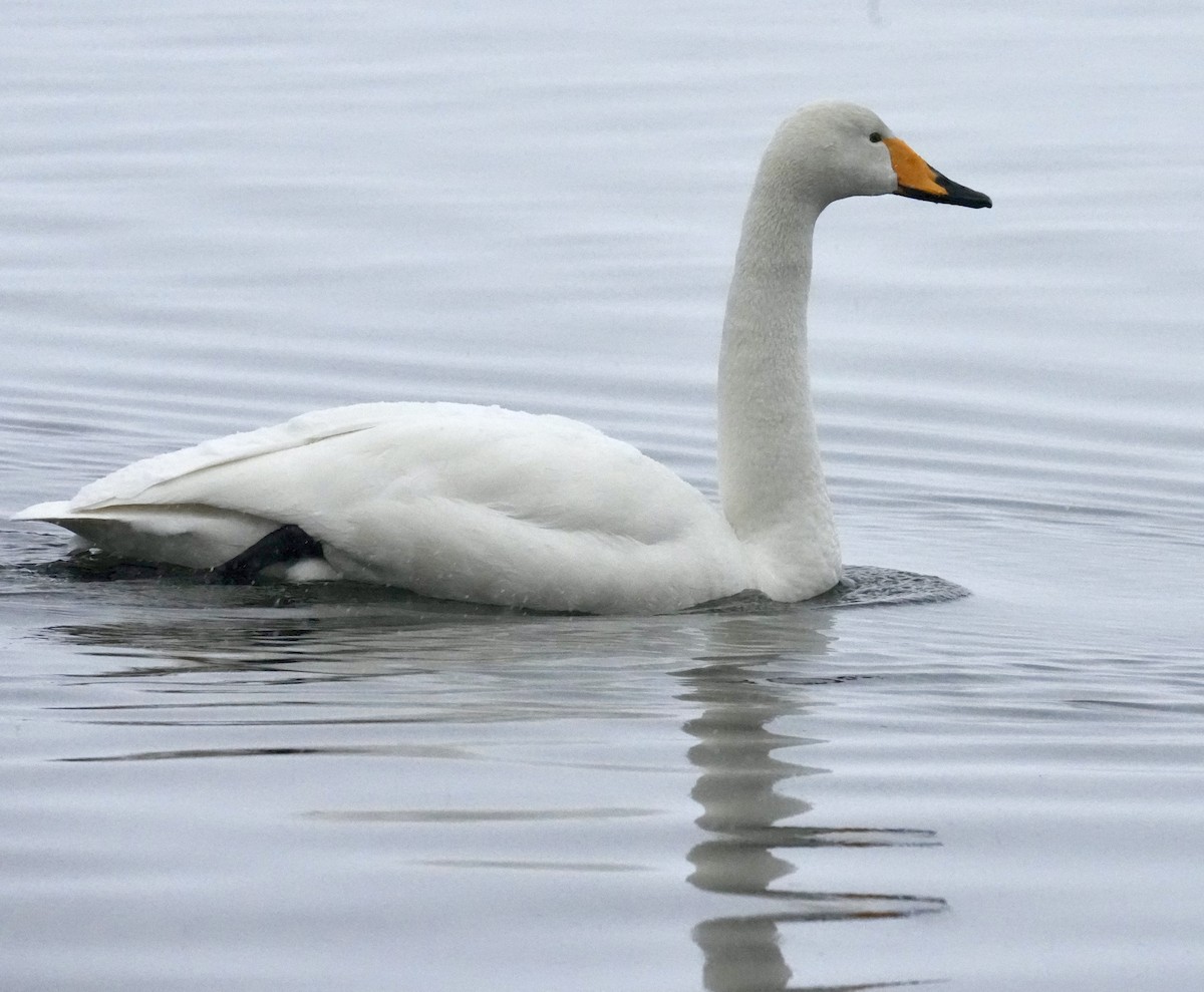 Whooper Swan - ML545777521