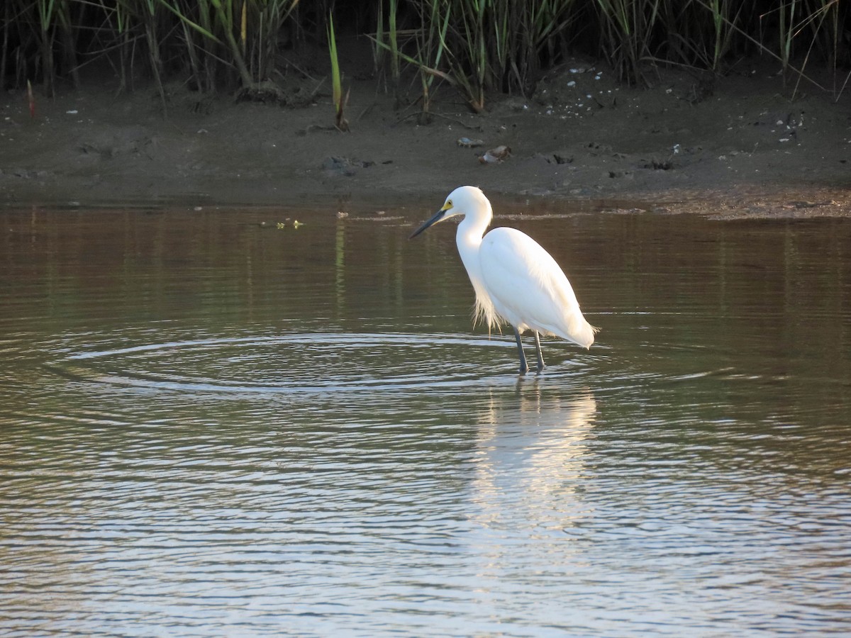 Snowy Egret - ML545778261