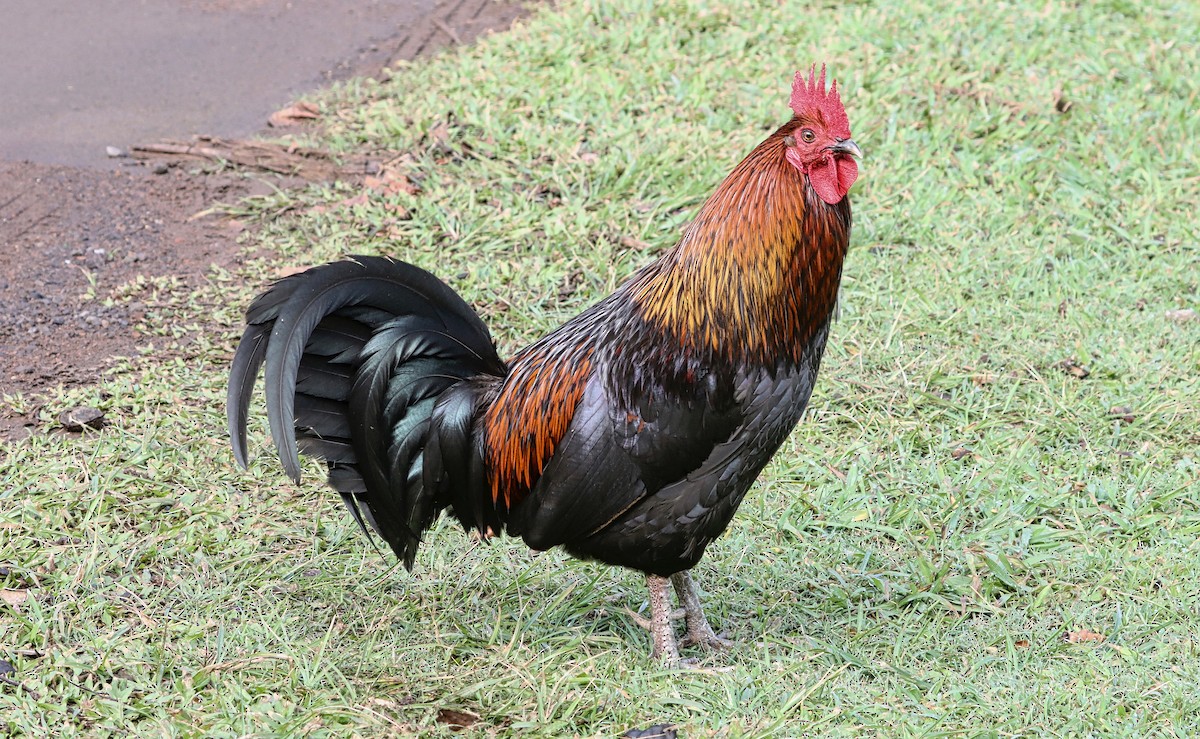 Red Junglefowl (Domestic type) - Douglas Hall