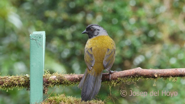 Large-footed Finch - ML545778461