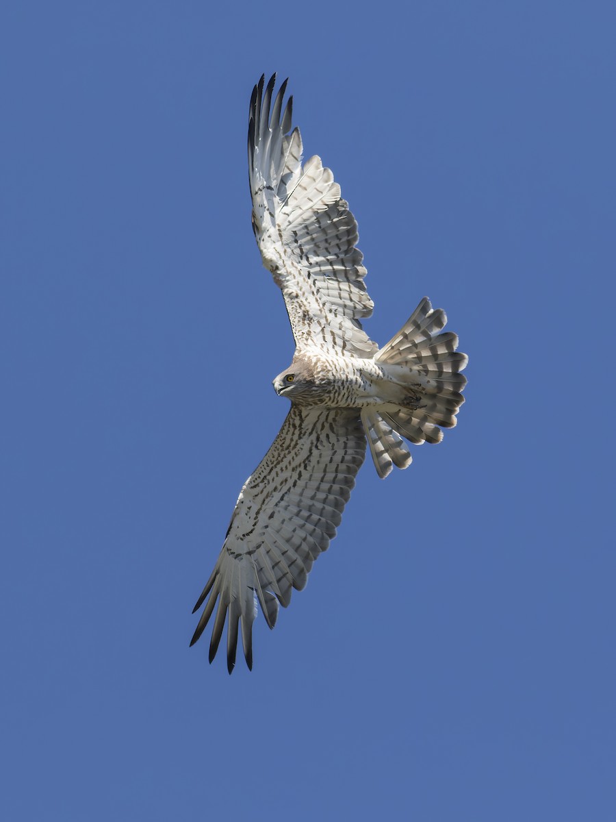 Short-toed Snake-Eagle - ML545778521