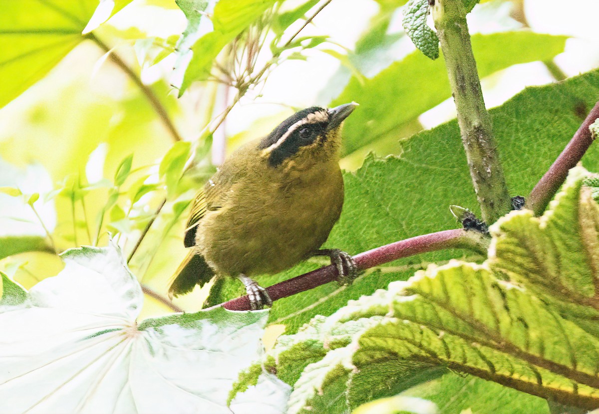 Black-capped Hemispingus (Black-capped) - Martin Suanjak