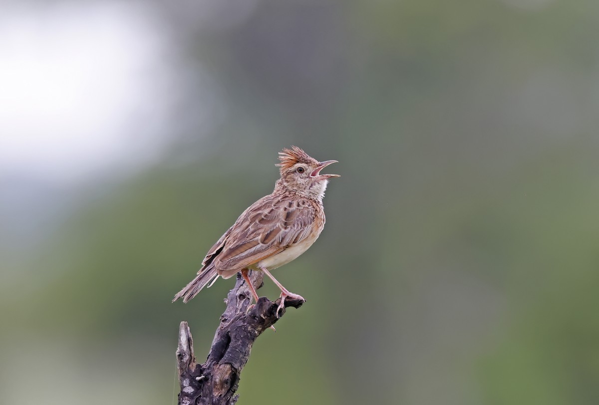 melankolilerke - ML545778761
