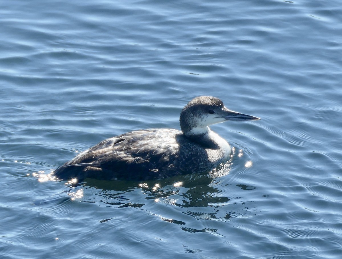 Plongeon huard - ML545778781