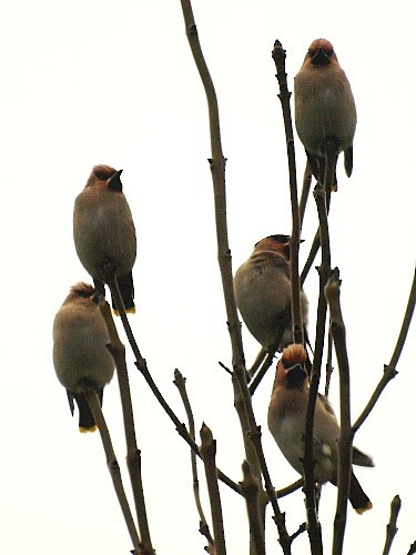 Bohemian Waxwing - ML545779081