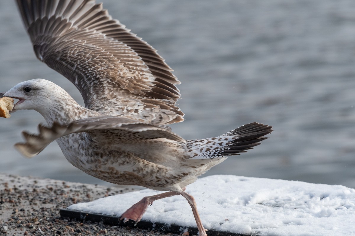 Caspian Gull - ML545780971