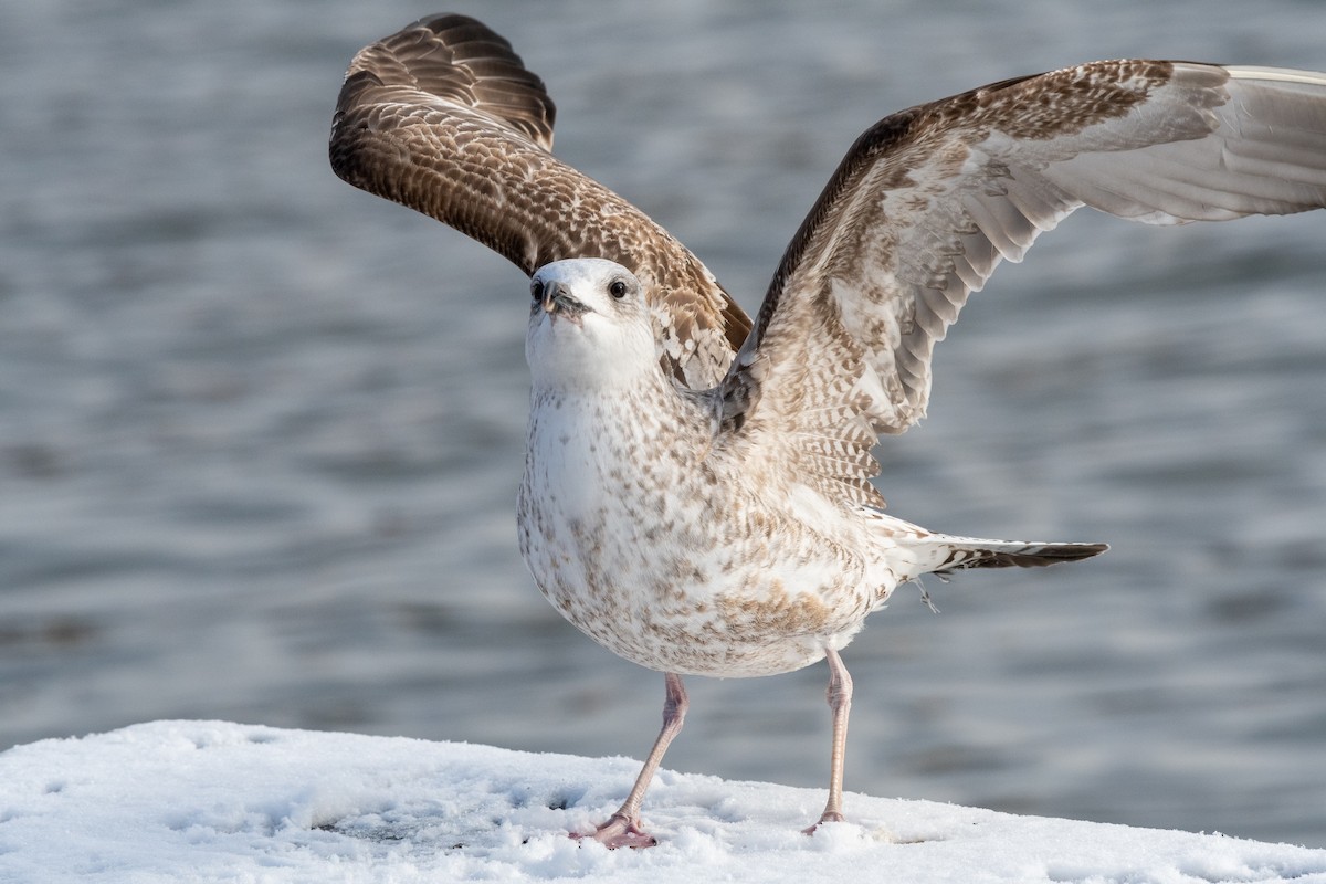 Caspian Gull - ML545780981