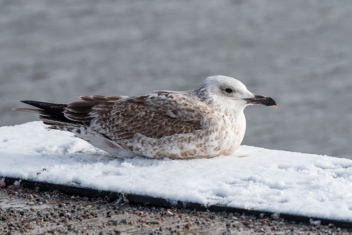 Caspian Gull - ML545780991