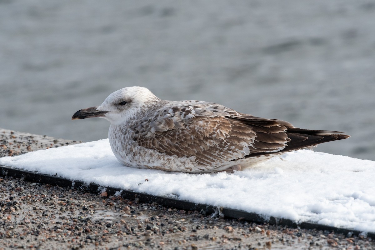 Caspian Gull - ML545781001