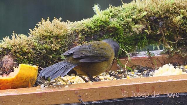 Large-footed Finch - ML545781401