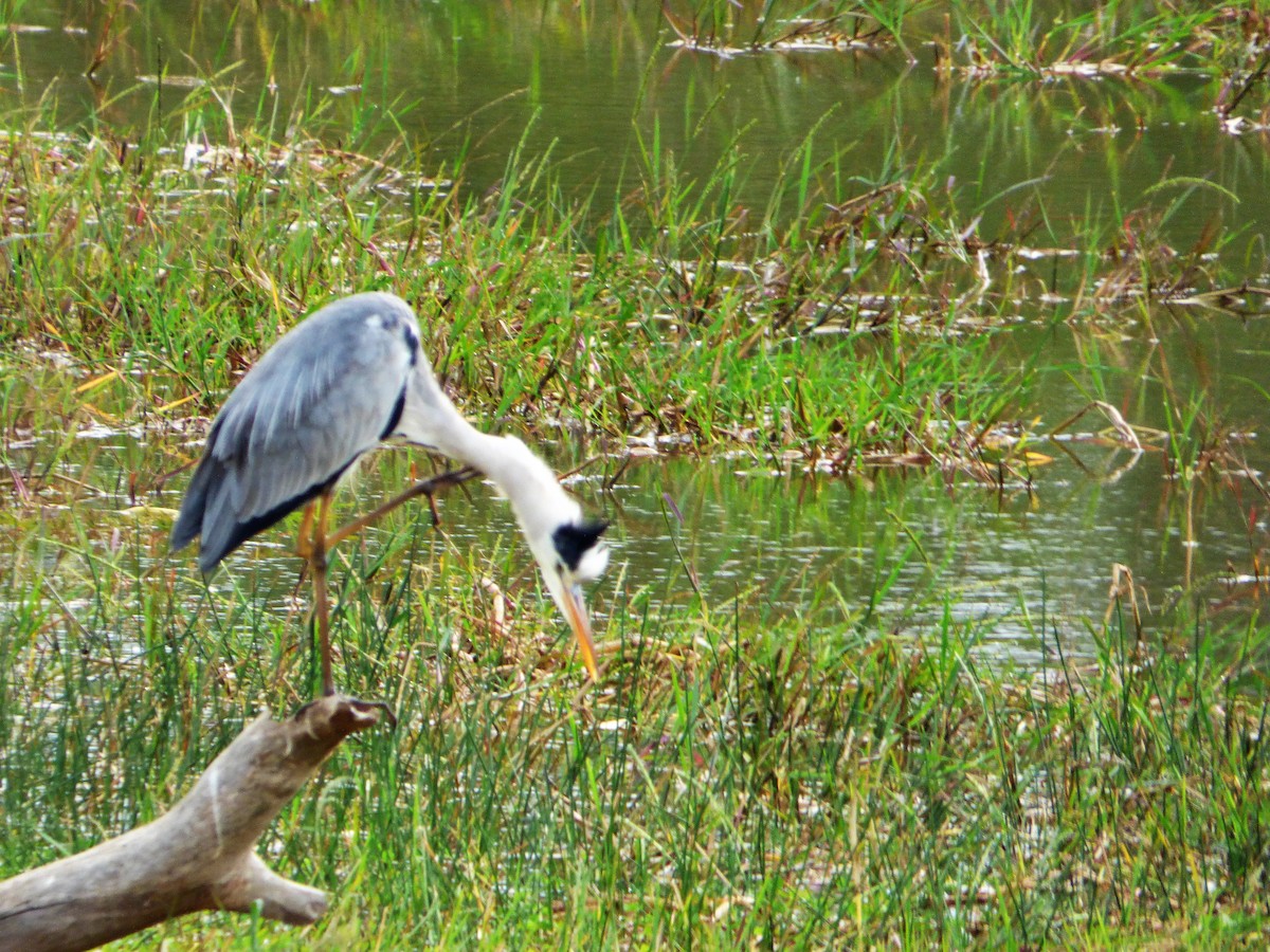 Gray Heron - ML545781651