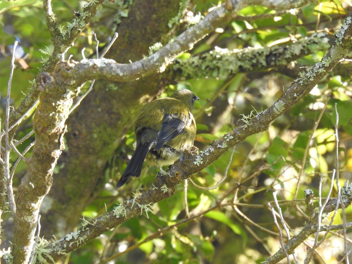 New Zealand Bellbird - ML545782451