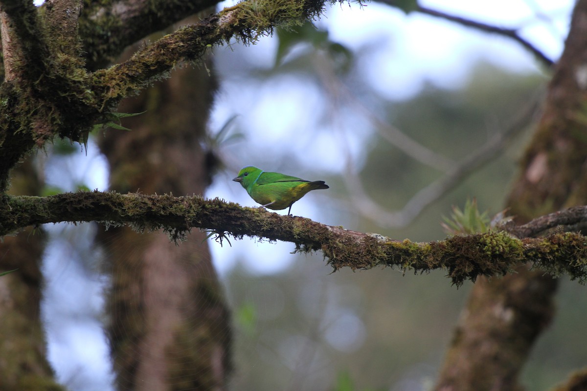 Golden-browed Chlorophonia - ML545782521