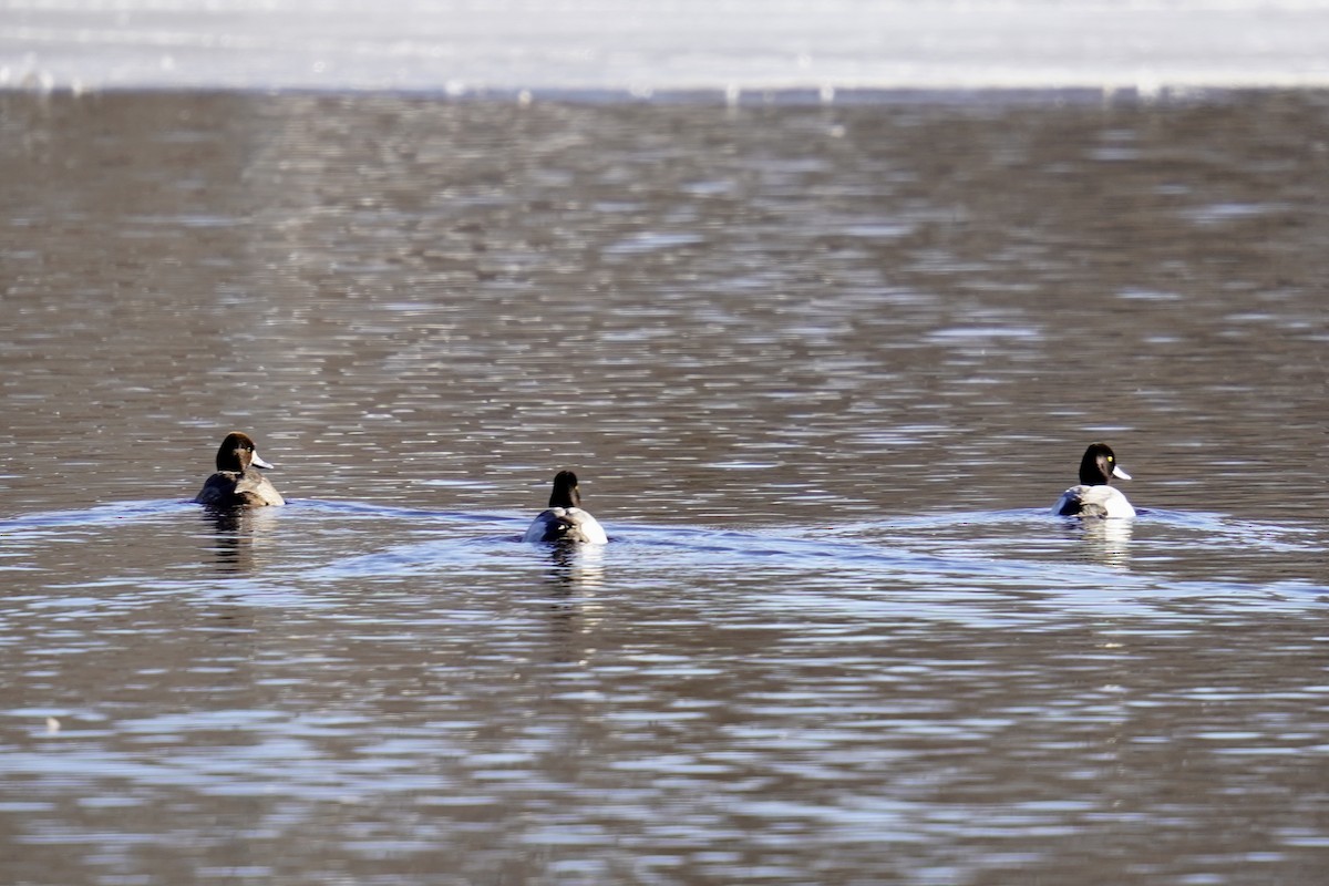 Lesser Scaup - ML545782591