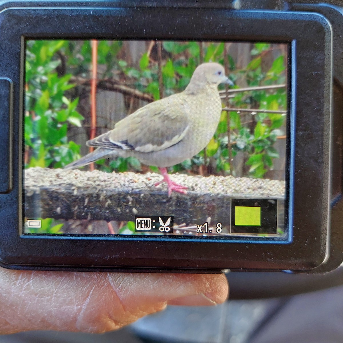 White-winged Dove - ML545782751