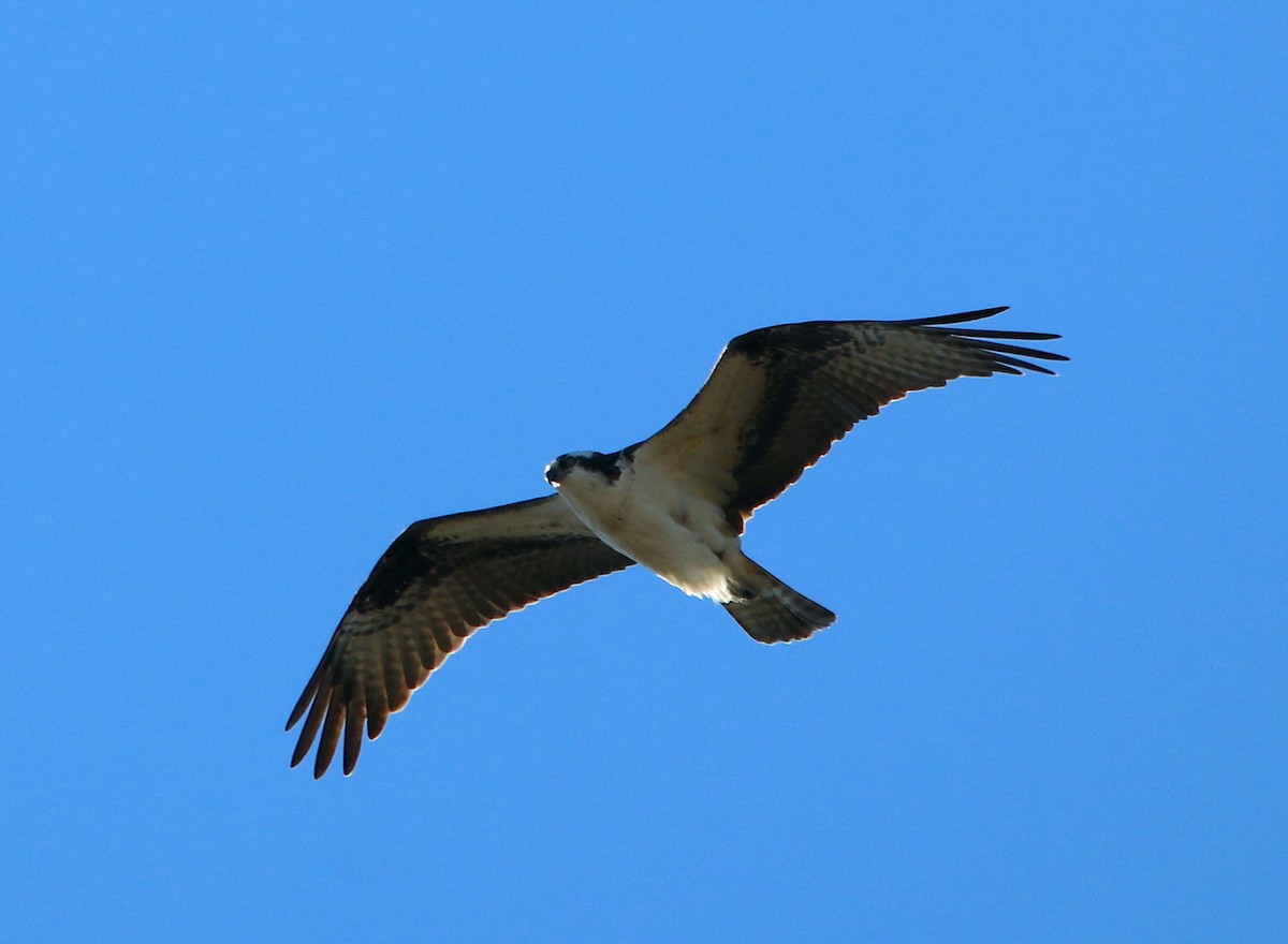 Osprey - Lori White