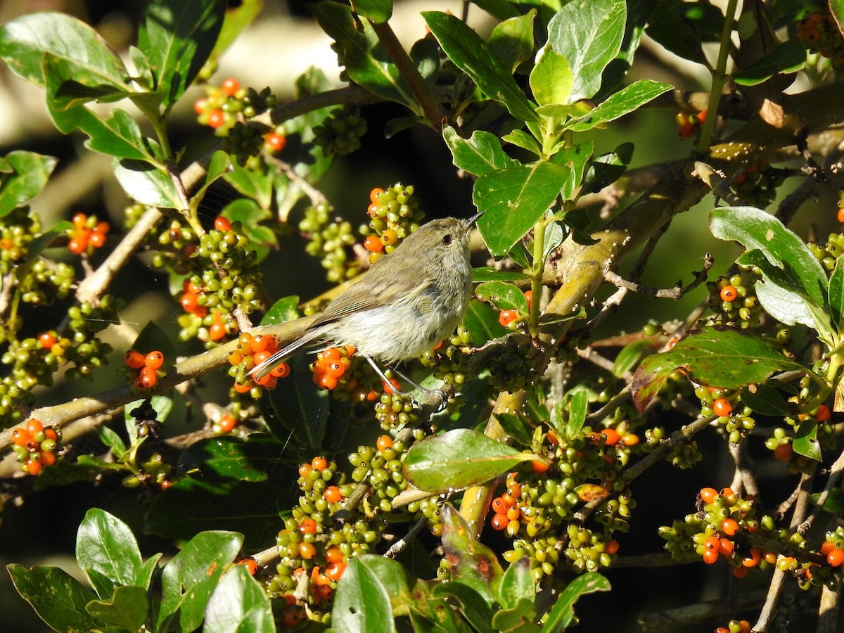 Gray Gerygone - ML545782871