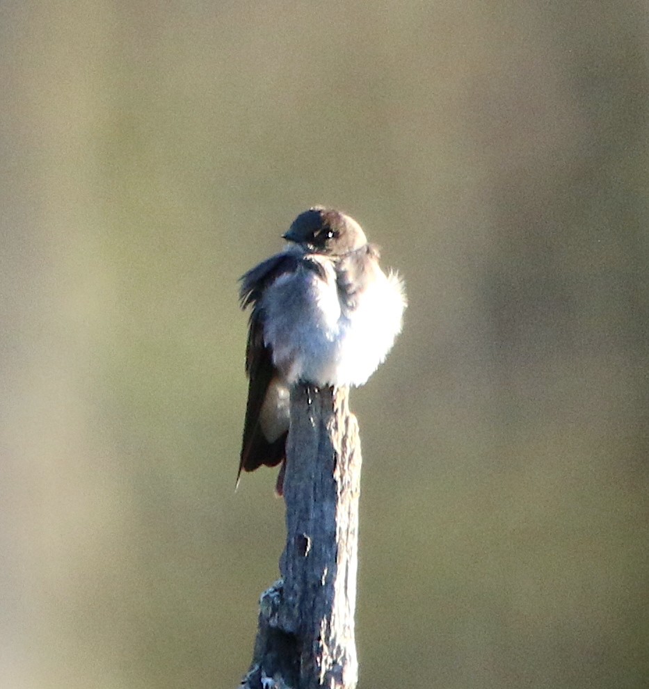 Northern Rough-winged Swallow - ML545783361