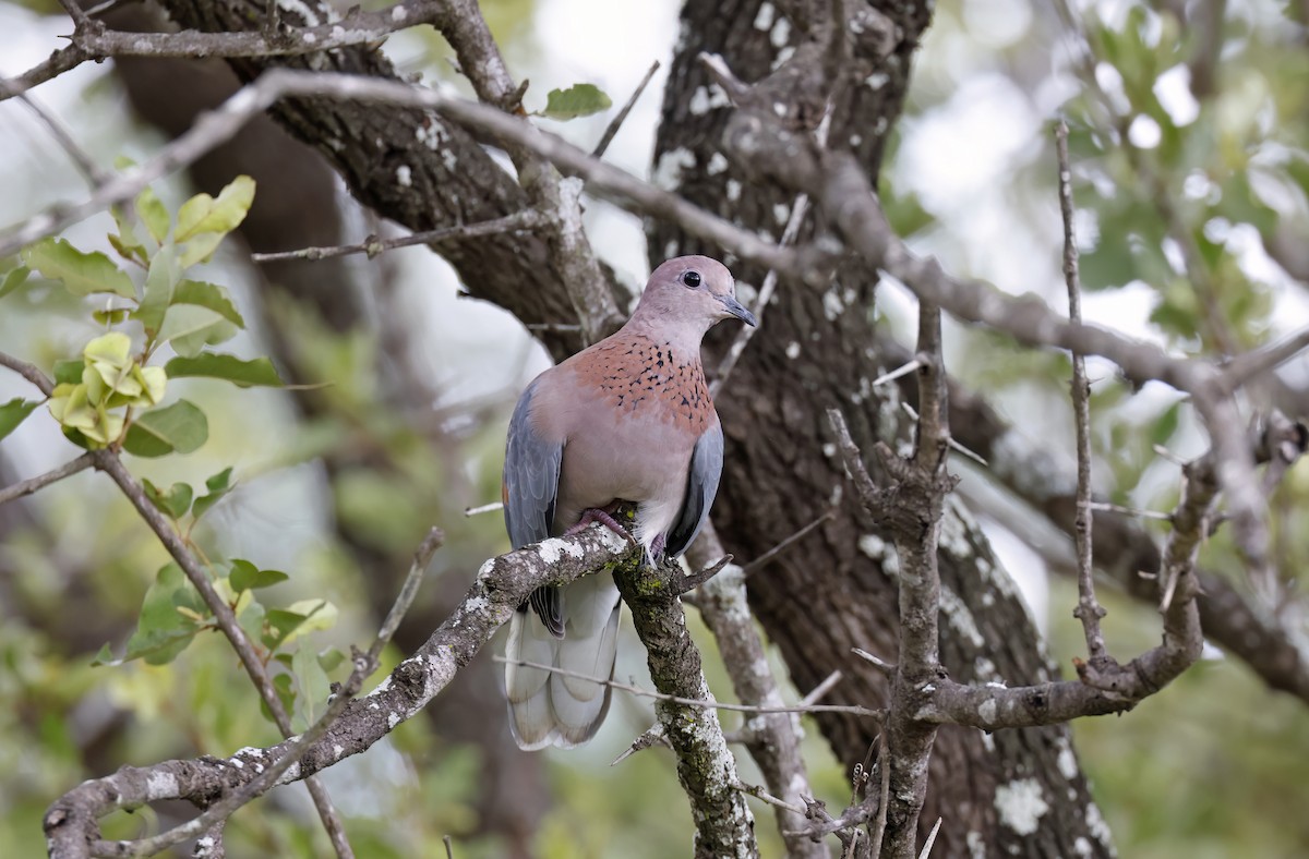 Laughing Dove - Jim Lawrence