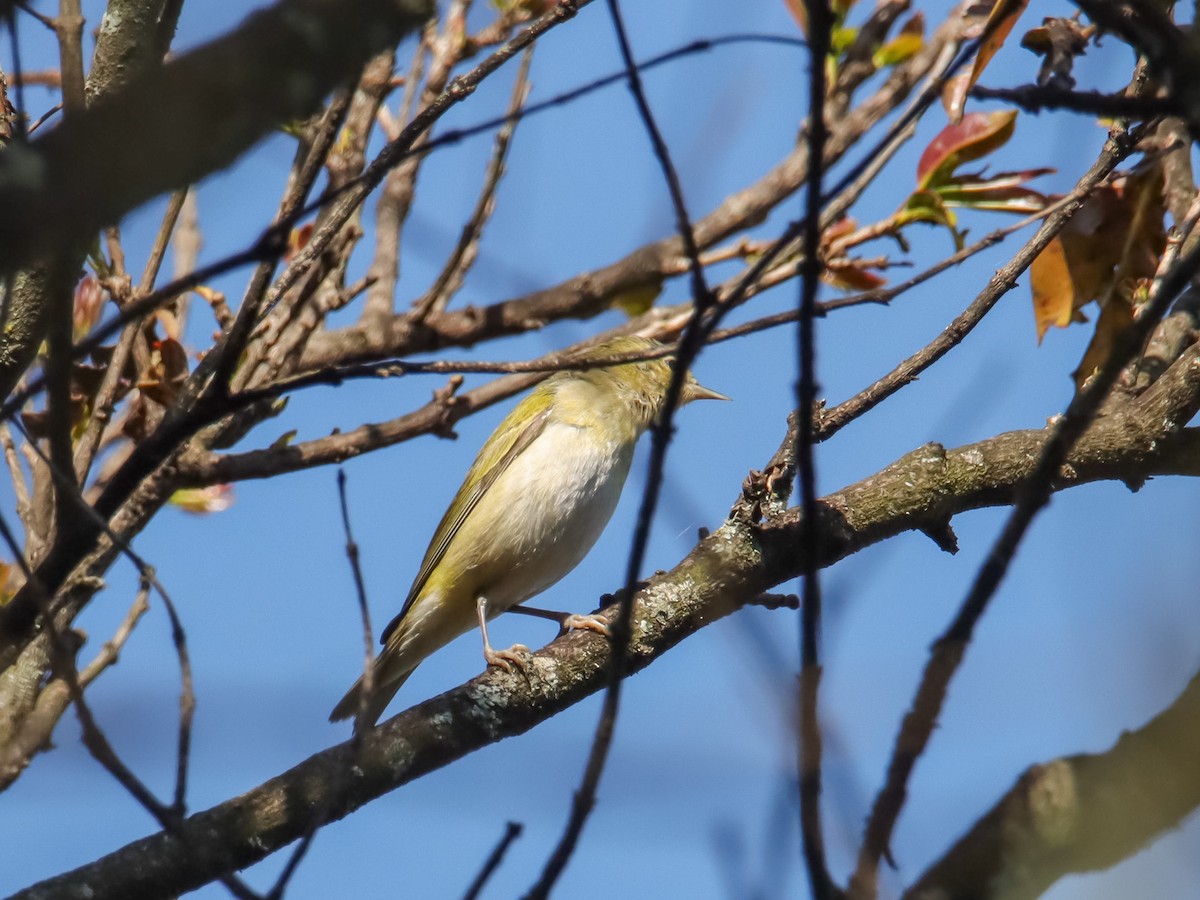 Tennessee Warbler - ML545786861