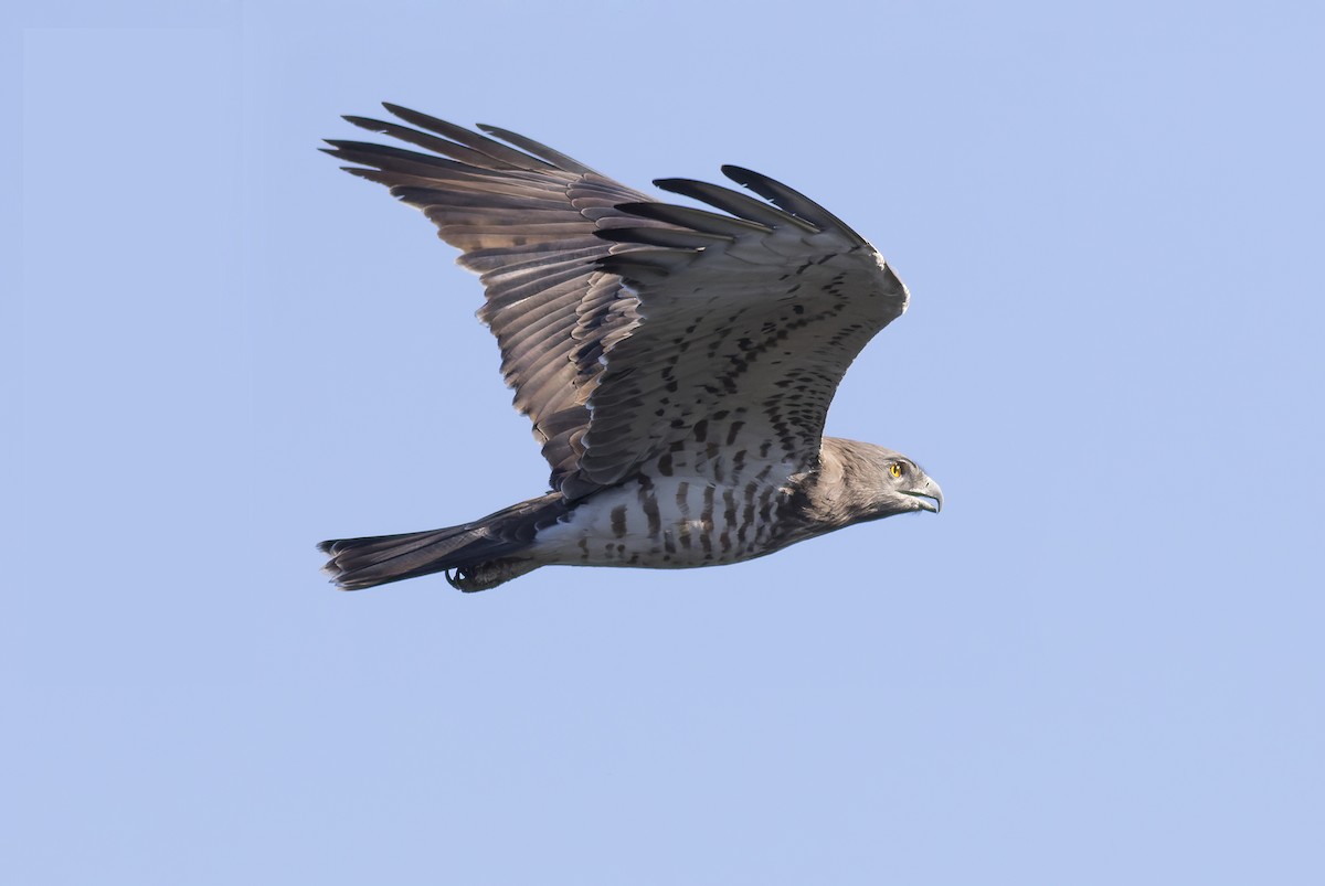 Short-toed Snake-Eagle - ML545788691