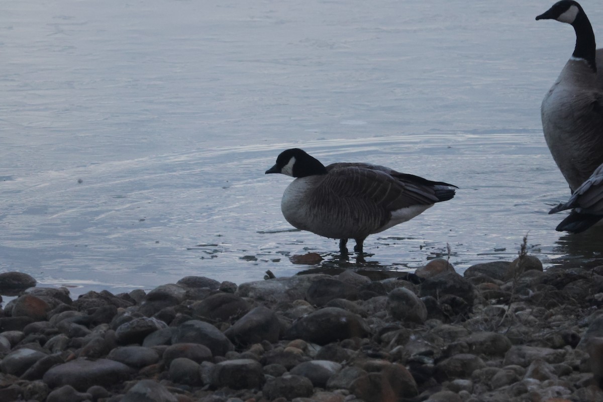 Cackling Goose - ML545792041