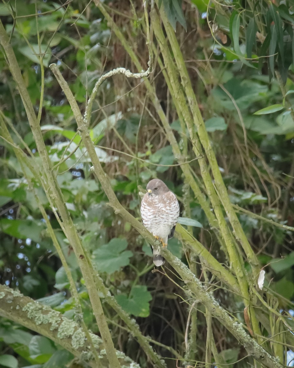 Broad-winged Hawk - ML545792991