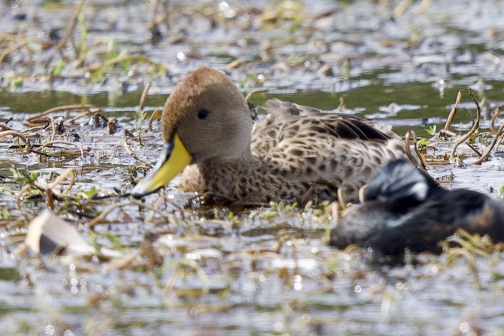 Yellow-billed Teal - ML545793721