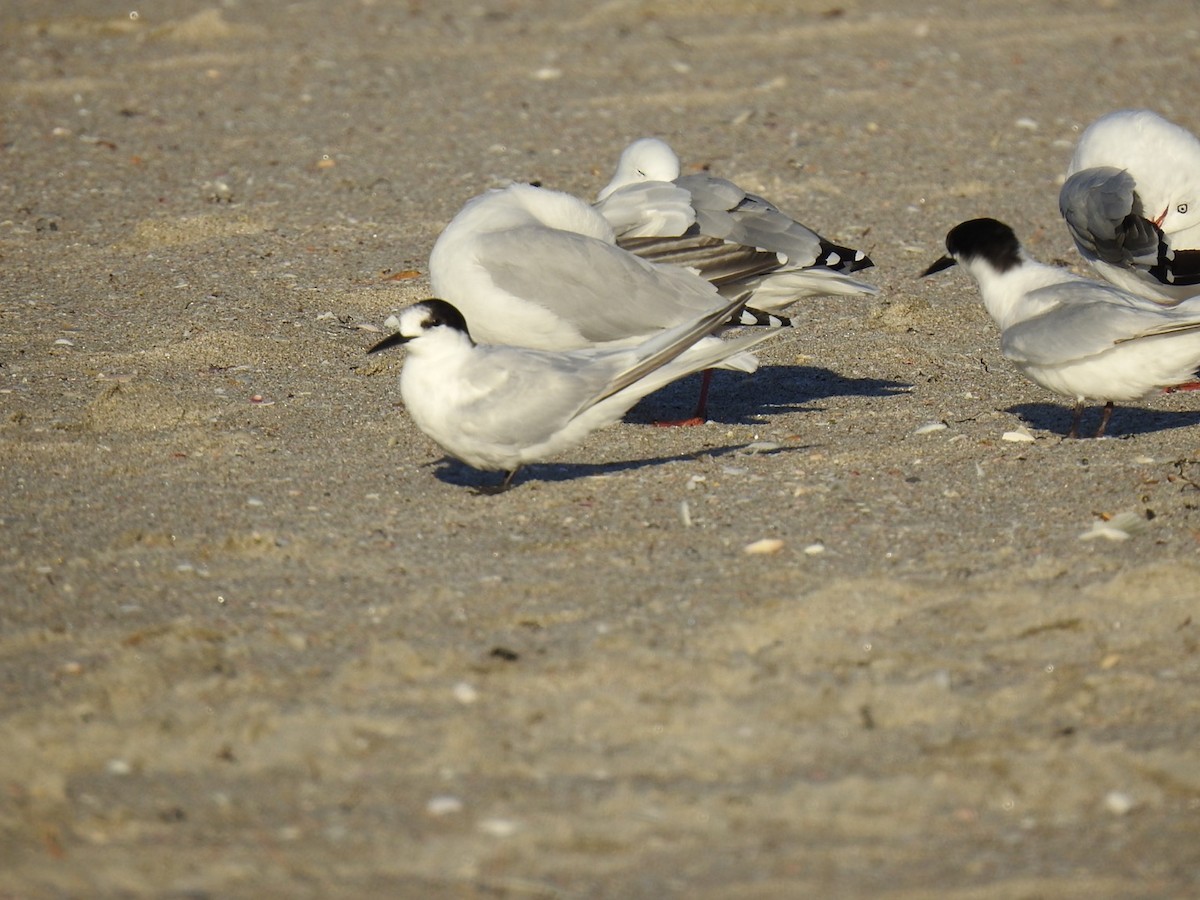 White-fronted Tern - ML545794201