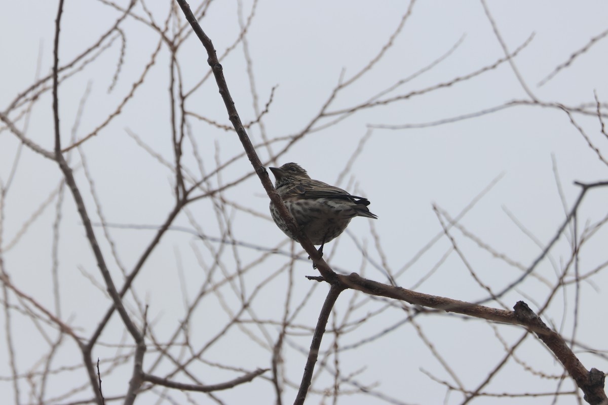 Cassin's Finch - ML545794521