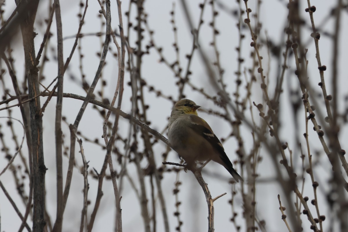 Lesser Goldfinch - ML545794541