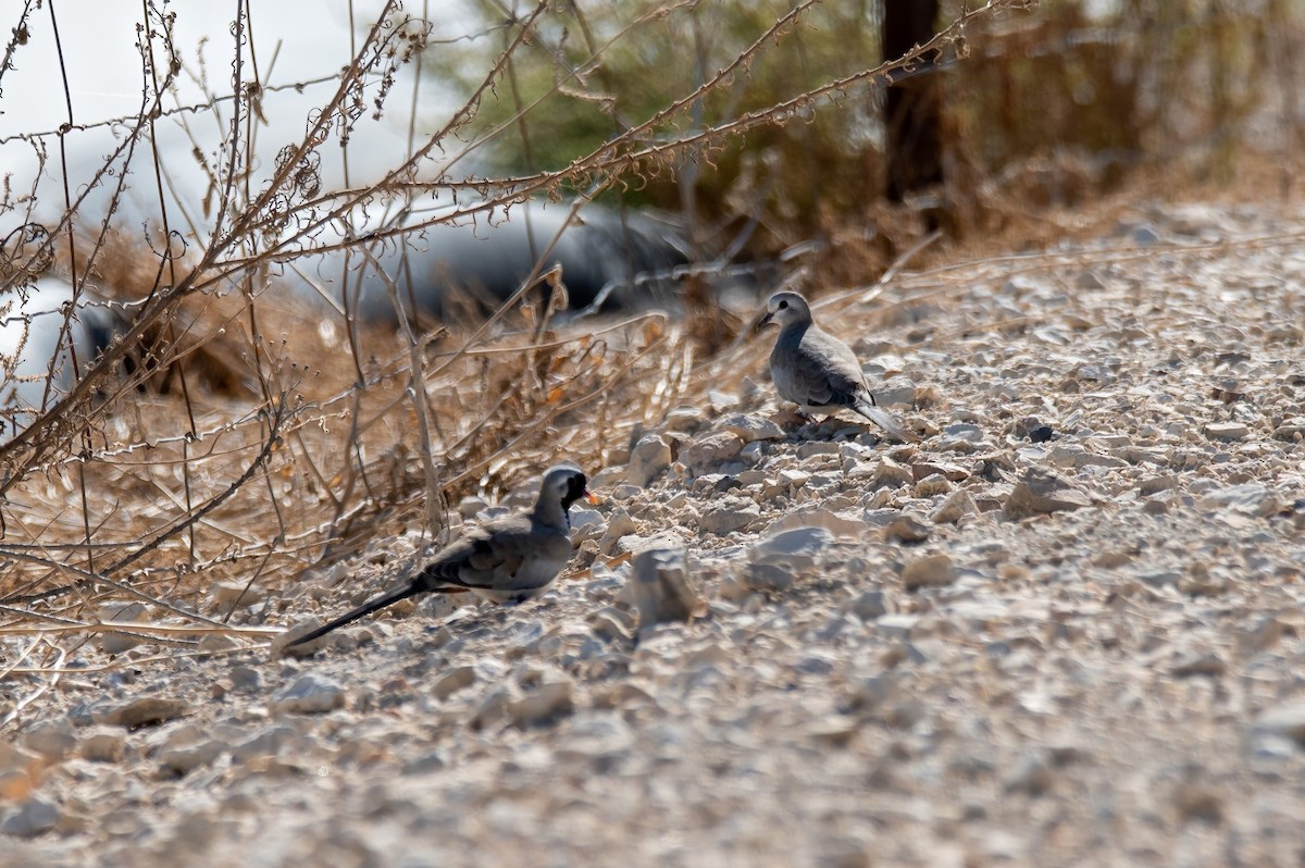 Namaqua Dove - Sveinung Hobberstad