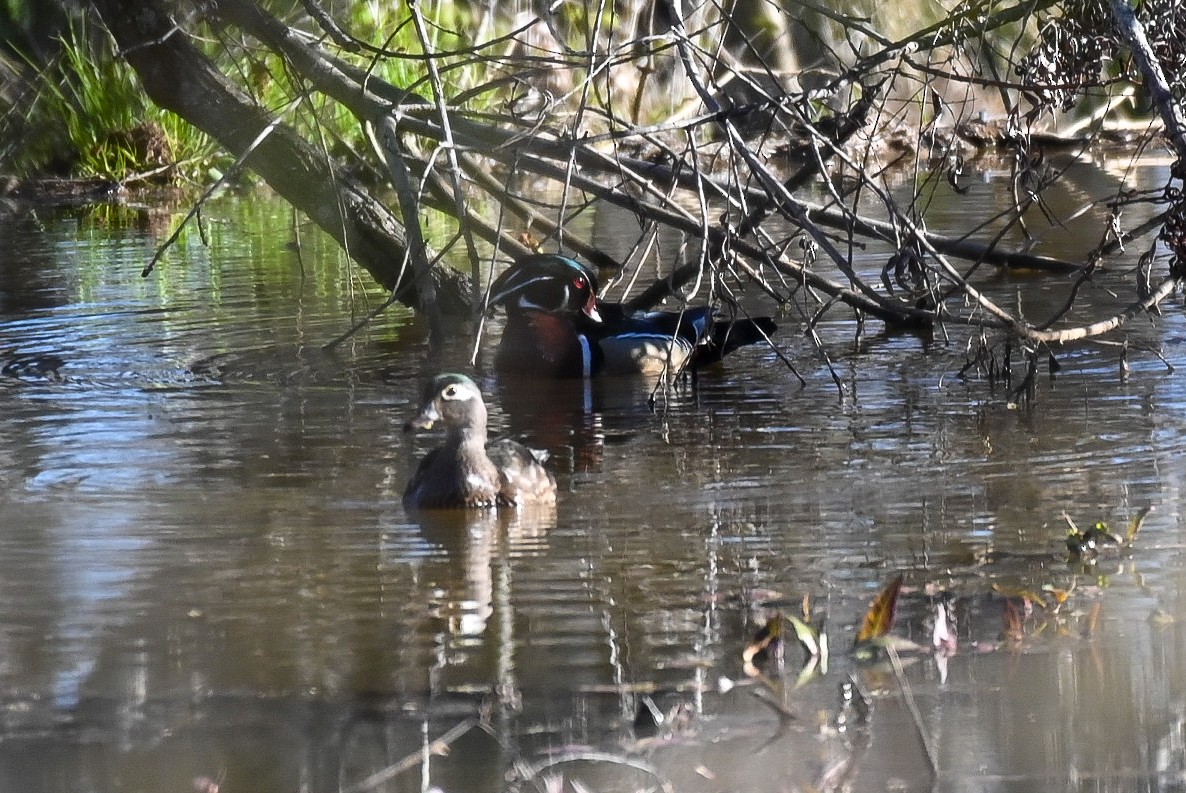 Wood Duck - ML545794861