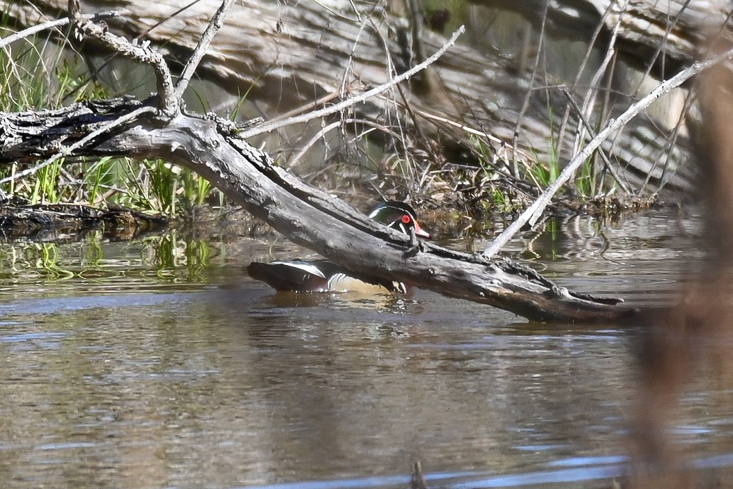 Wood Duck - ML545794871