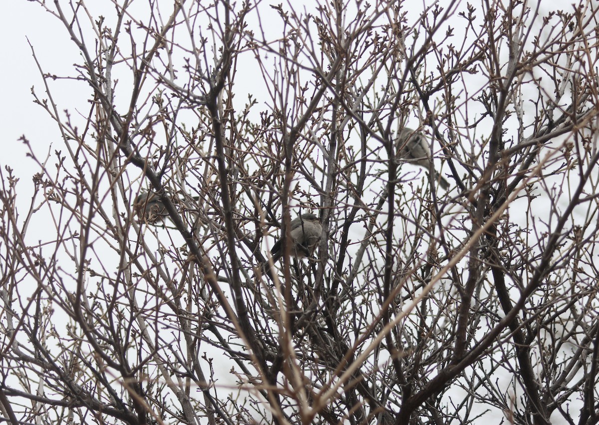 Bushtit - Alexander Johnson