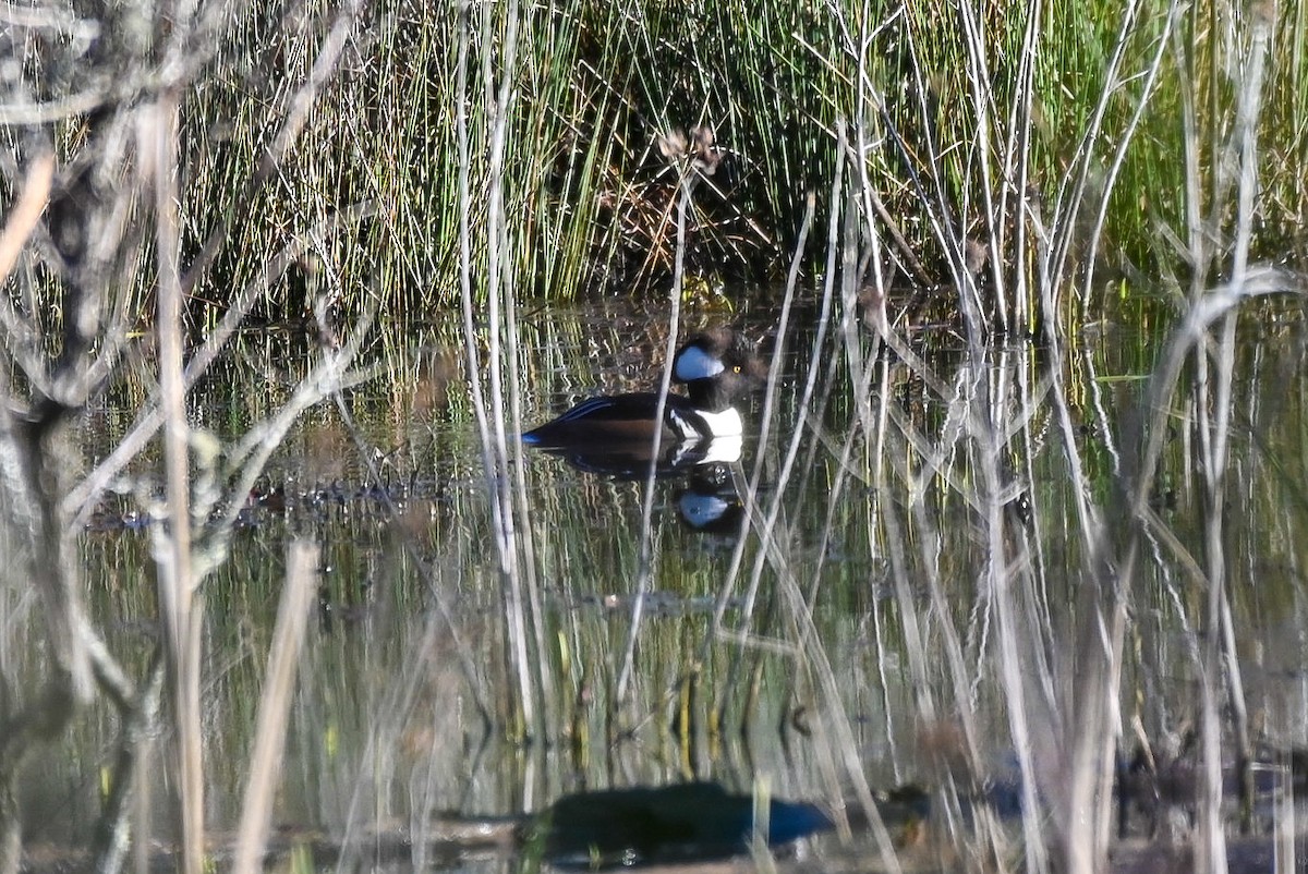 Hooded Merganser - ML545794911