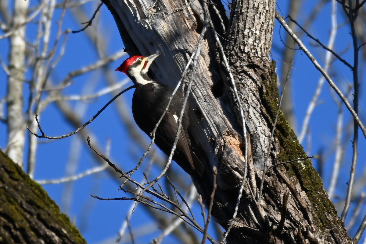 Pileated Woodpecker - Patty Masten