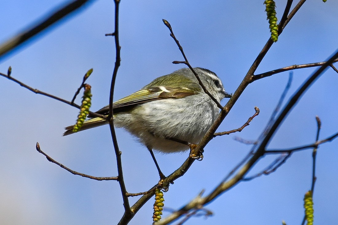 Golden-crowned Kinglet - Patty Masten