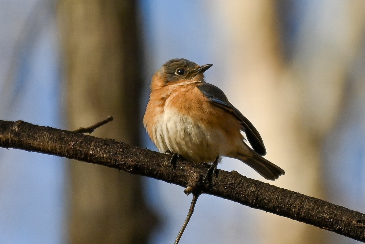 Eastern Bluebird - Patty Masten