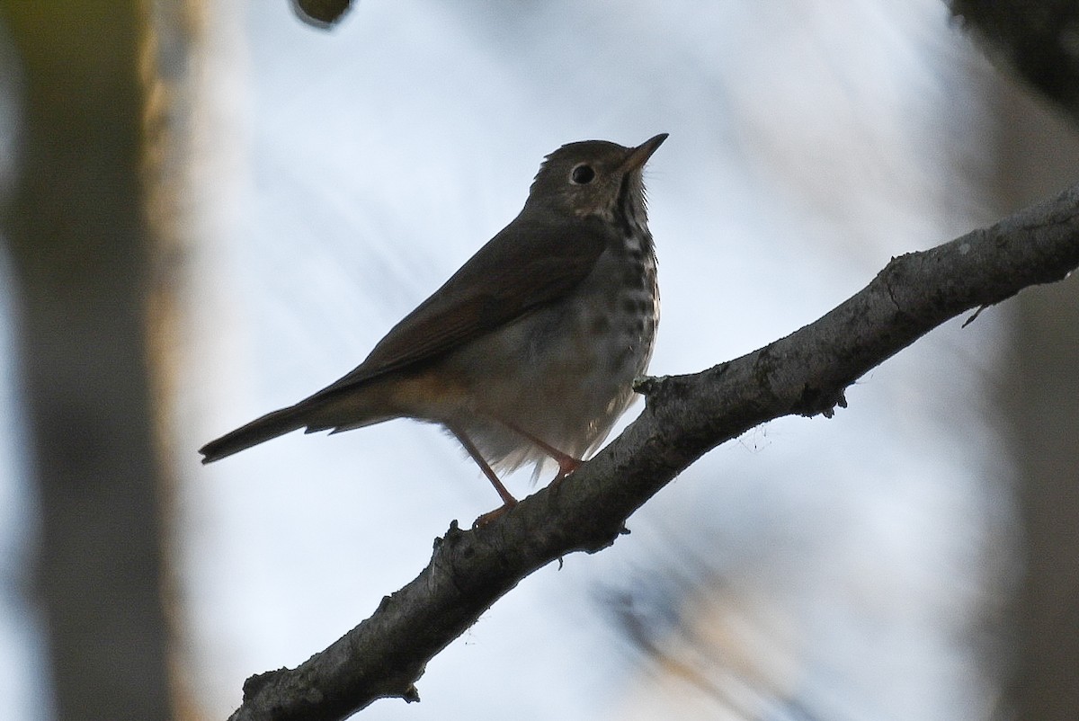 Hermit Thrush - Patty Masten