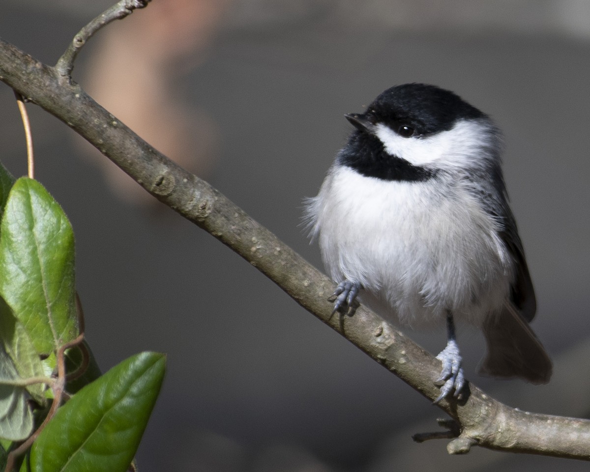 Carolina Chickadee - ML545795181